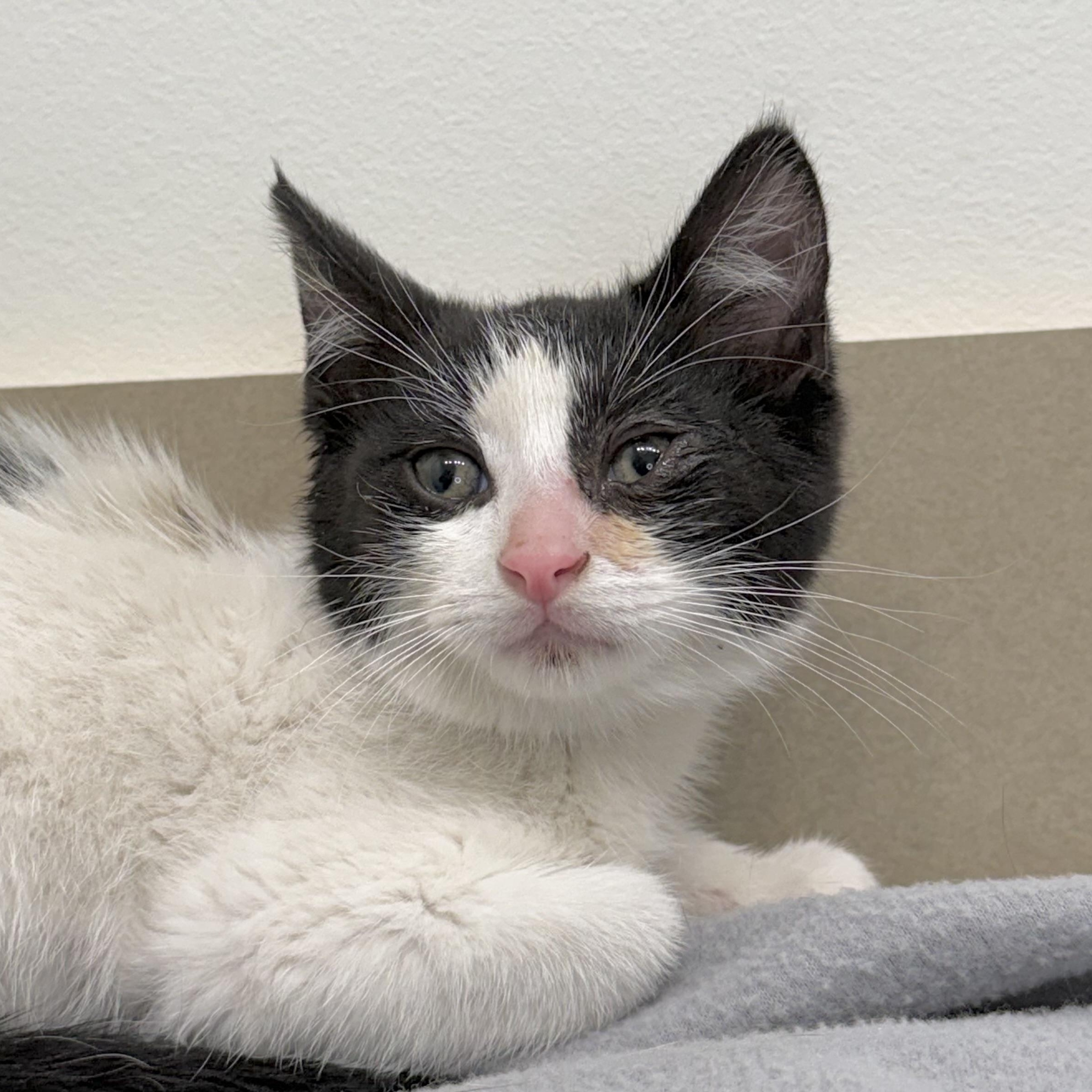 Enlarge Crosby, a Adoptable Domestic Short Hair in Minneapolis, MN image 1/3