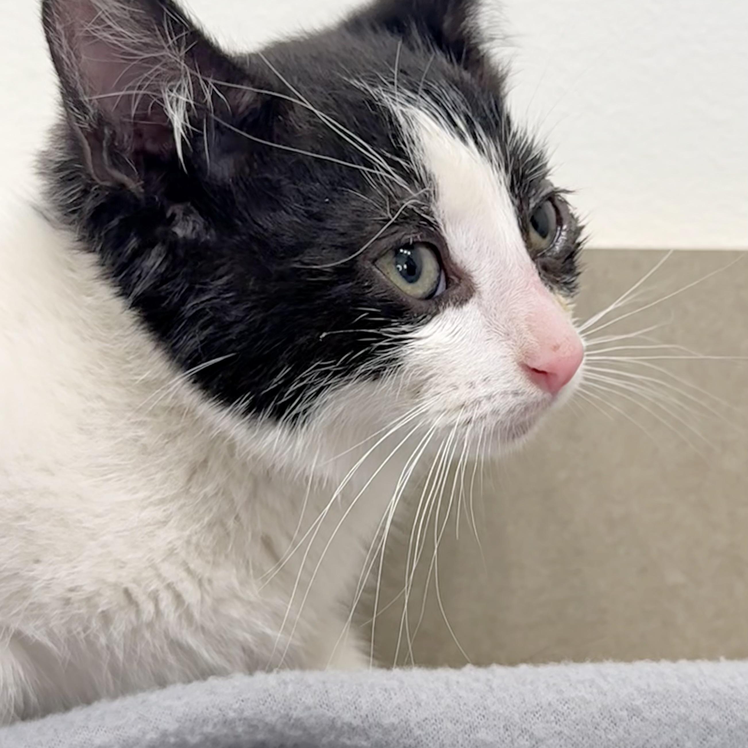 Enlarge Crosby, a Adoptable Domestic Short Hair in Minneapolis, MN image 2/3