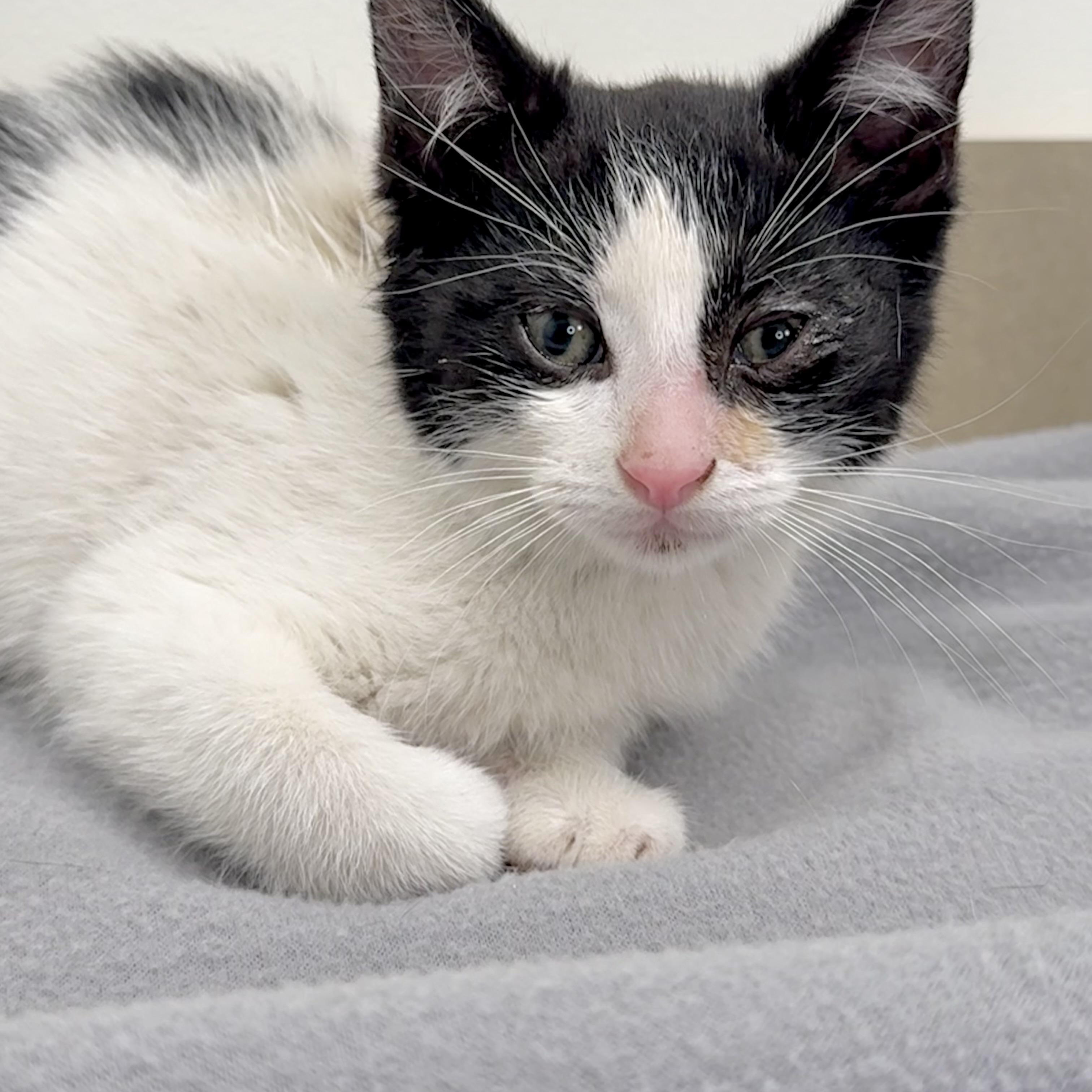 Enlarge Crosby, a Adoptable Domestic Short Hair in Minneapolis, MN image 3/3