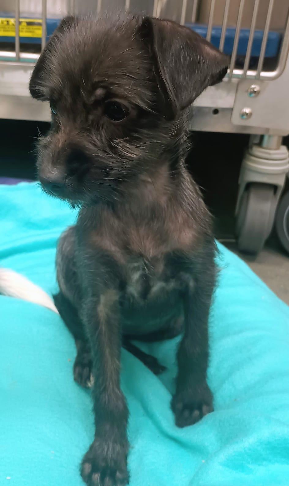 Iris, an adopted mixed breed in San Diego, CA image 4/5