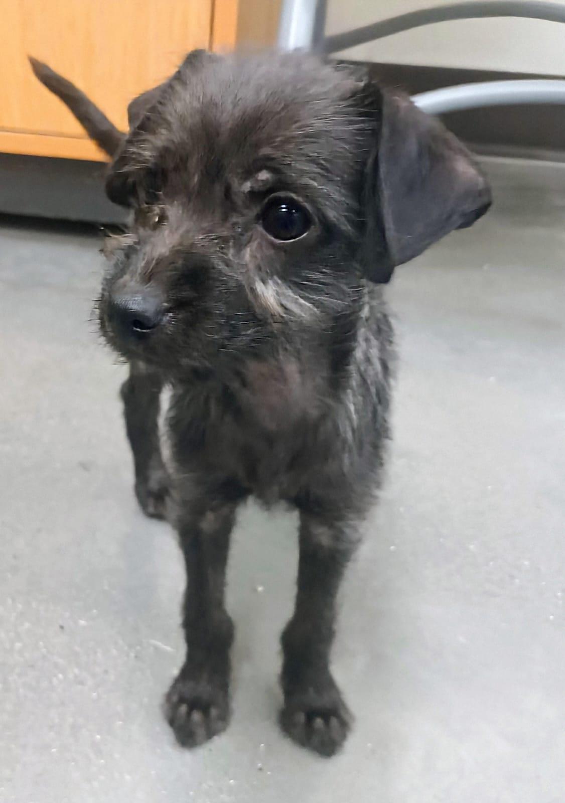 Iris, an adopted mixed breed in San Diego, CA image 5/5