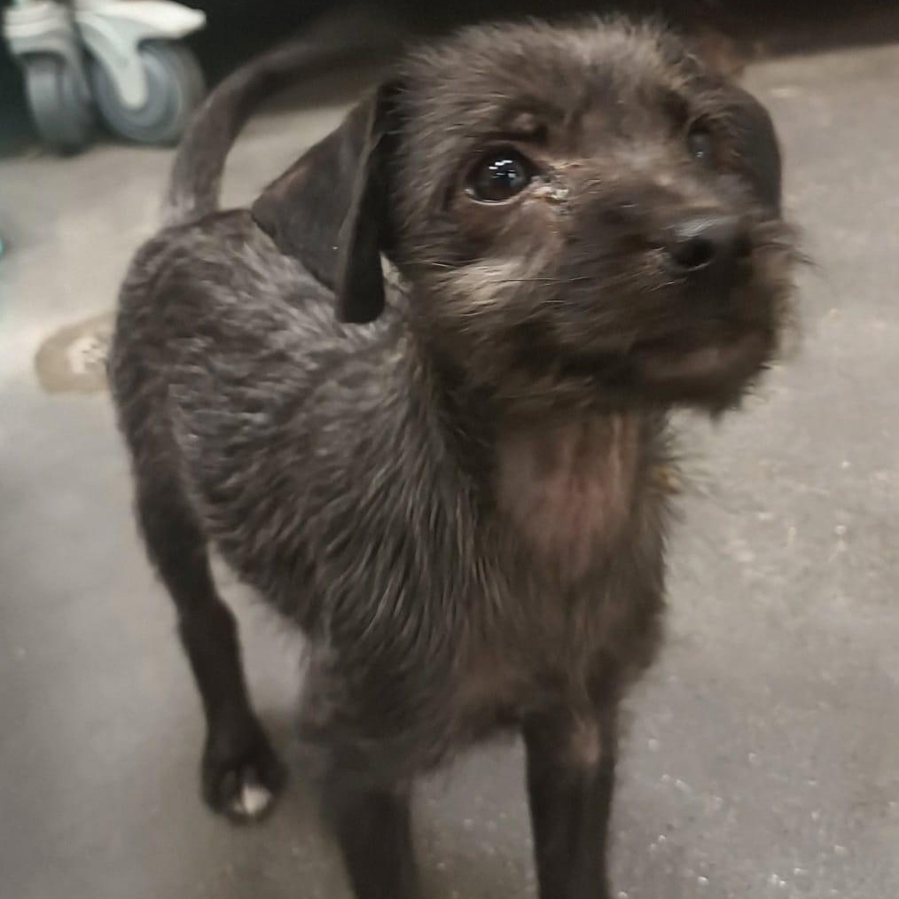 Iris, an adopted mixed breed in San Diego, CA image 2/5