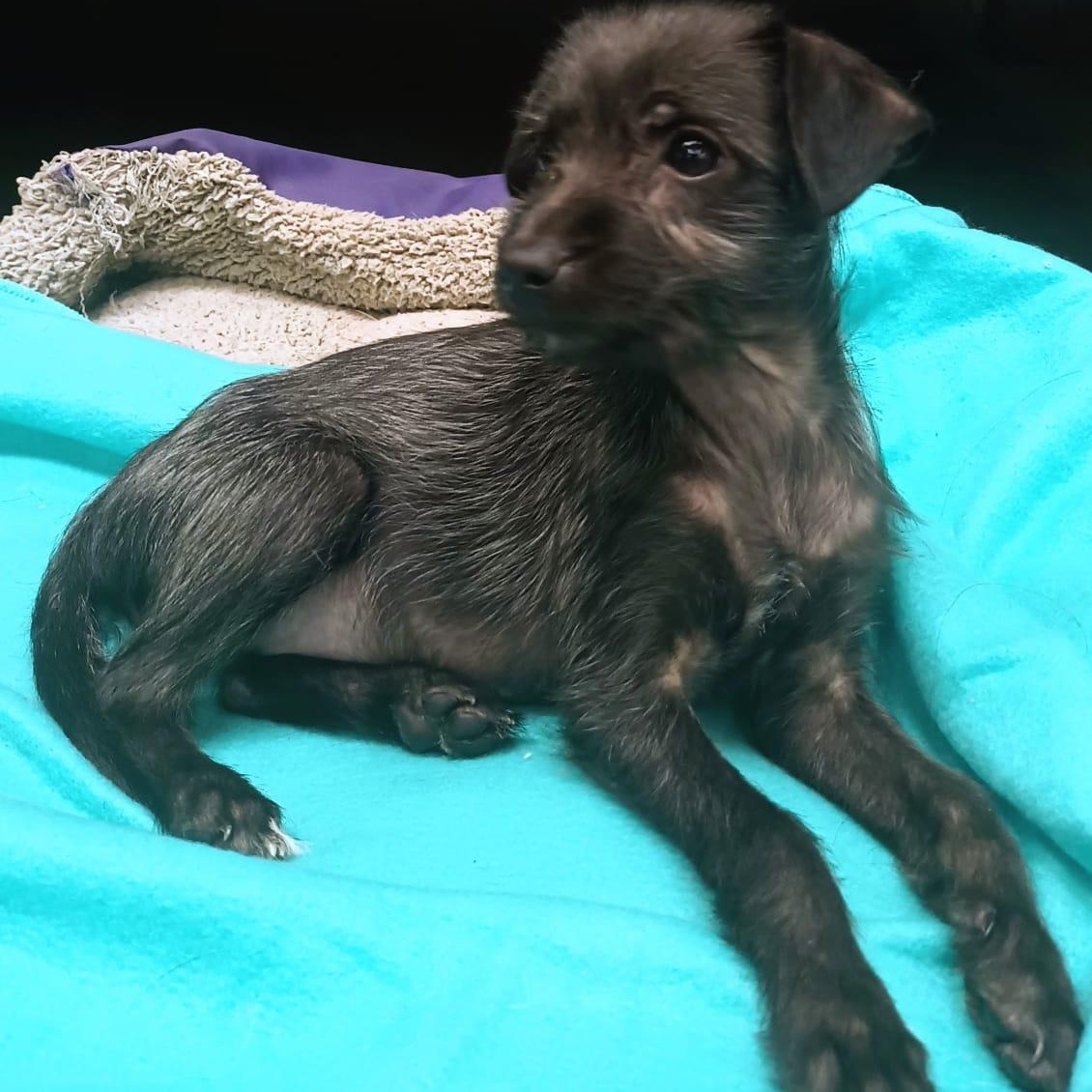 Iris, an adopted mixed breed in San Diego, CA image 3/5