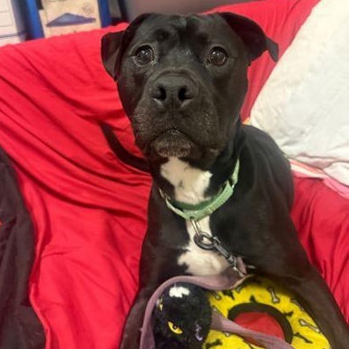 Enlarge ARCHER, a ADOPTABLE Mixed Breed in Fernandina Beach, FL image 2/3