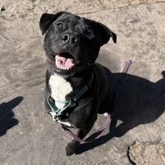ARCHER, ADOPTABLE, Young Male Mixed Breed.