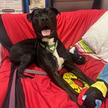 Enlarge ARCHER, a ADOPTABLE Mixed Breed in Fernandina Beach, FL image 3/3