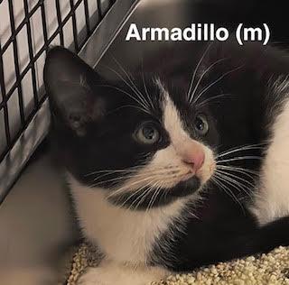 Armadillo, Adoptable, Kitten Male Domestic Short Hair & Tuxedo.