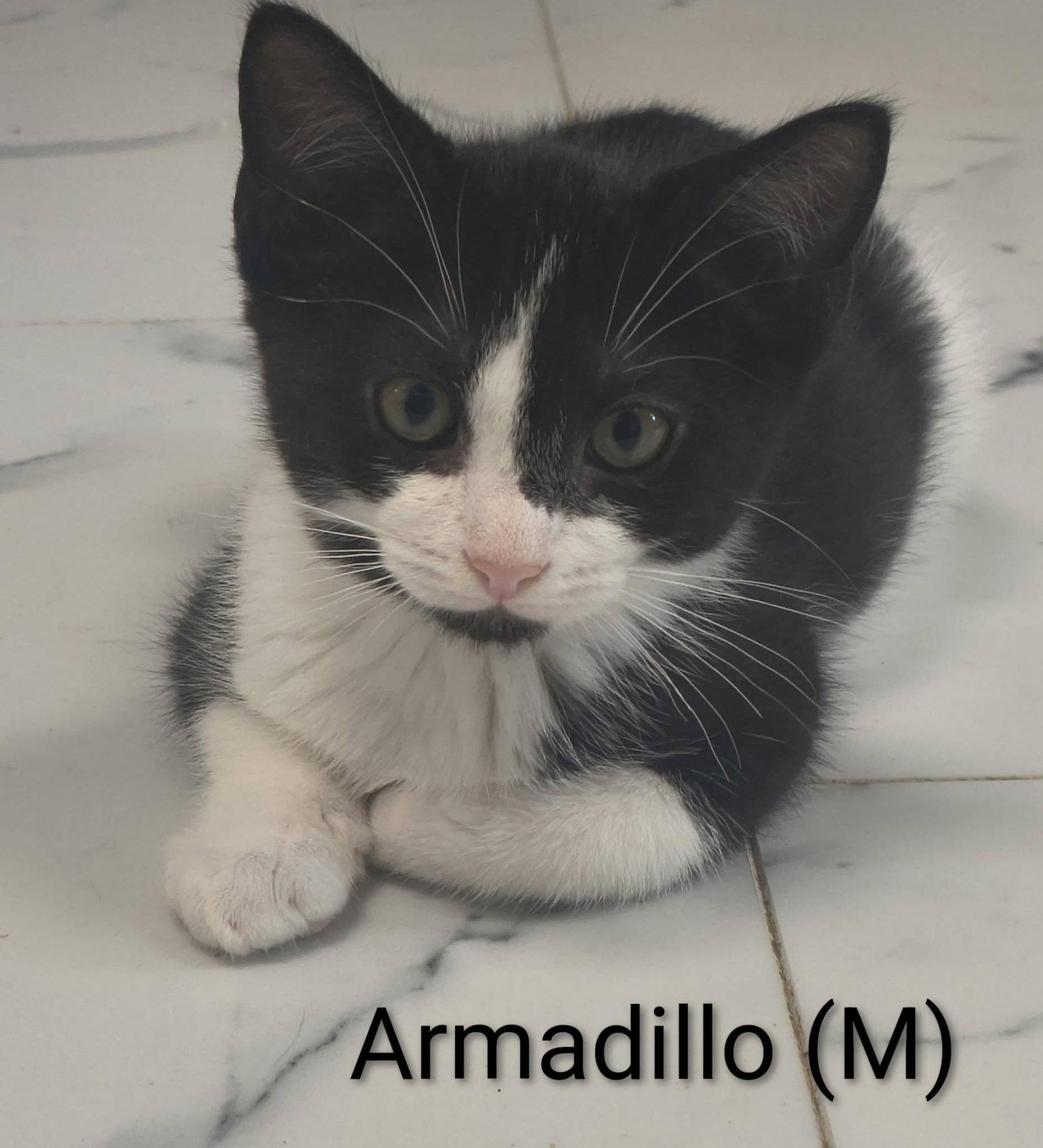 Armadillo, a Adoptable mixed breed in Saugerties, NY image 2/3