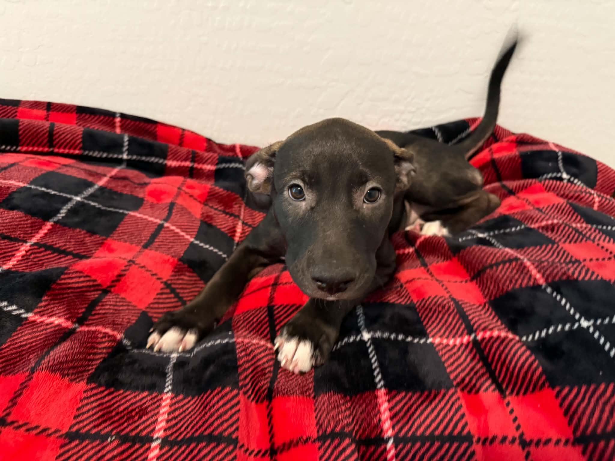 Enlarge Tori puppy - Tina, a Adoptable mixed breed in Glendale, AZ image 4/4