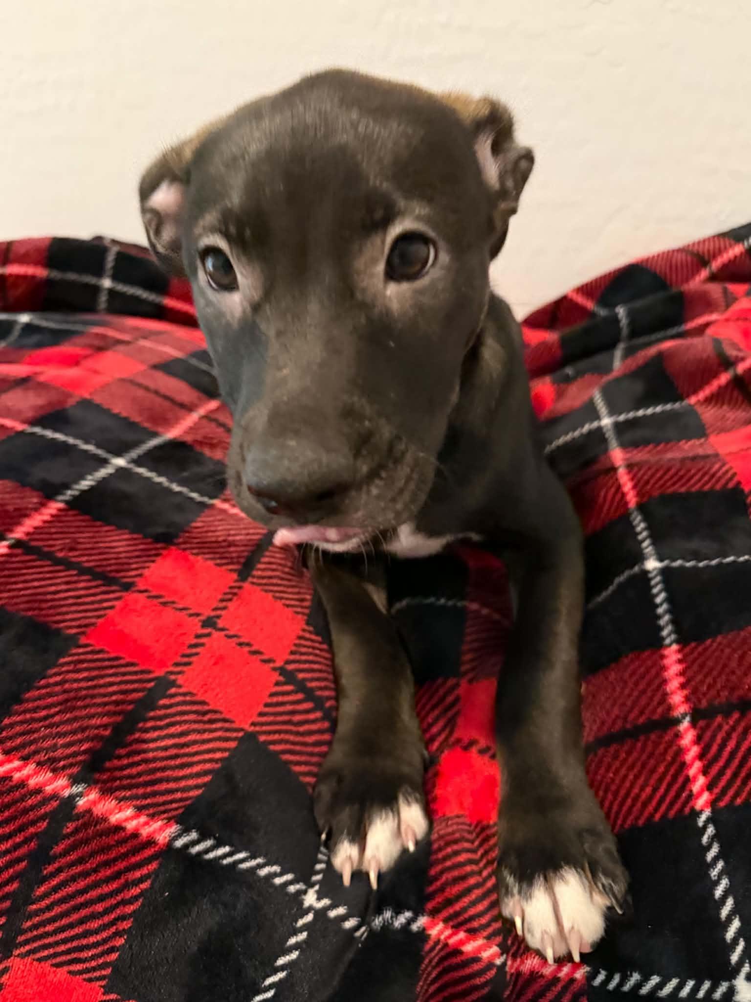 Enlarge Tori puppy - Tina, a Adoptable mixed breed in Glendale, AZ image 3/4
