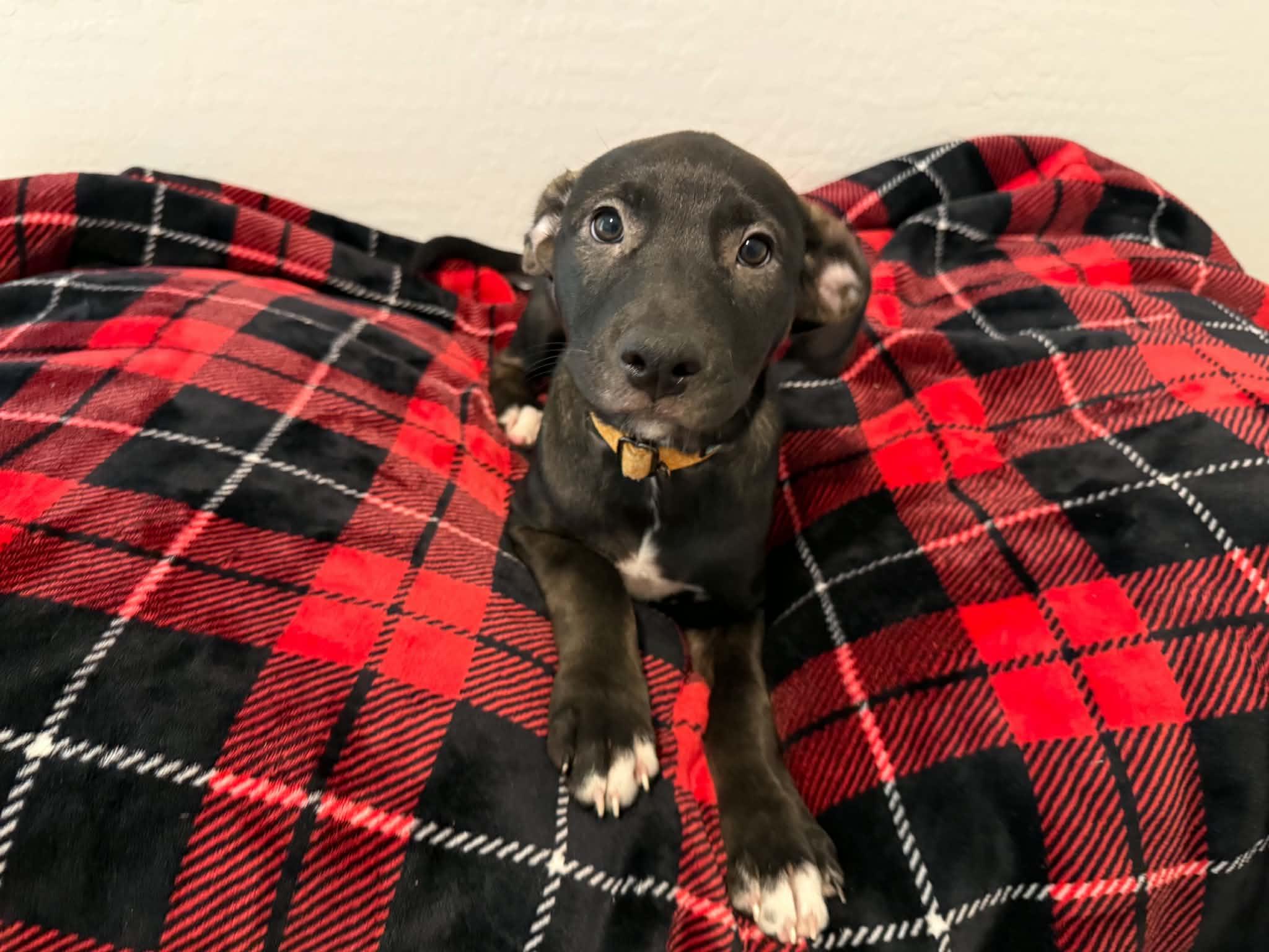 Enlarge Tori puppy - Tina, a Adoptable mixed breed in Glendale, AZ image 2/4