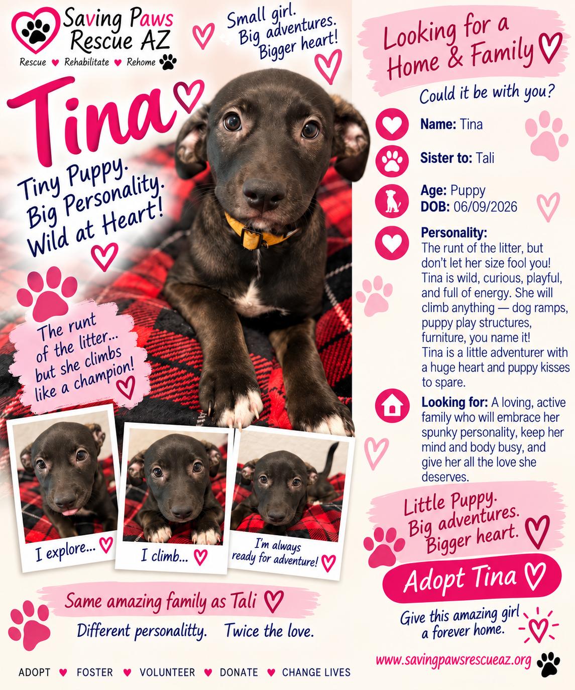 Tori puppy - Tina, Adoptable, Young Female Mastiff & German Shepherd Dog.