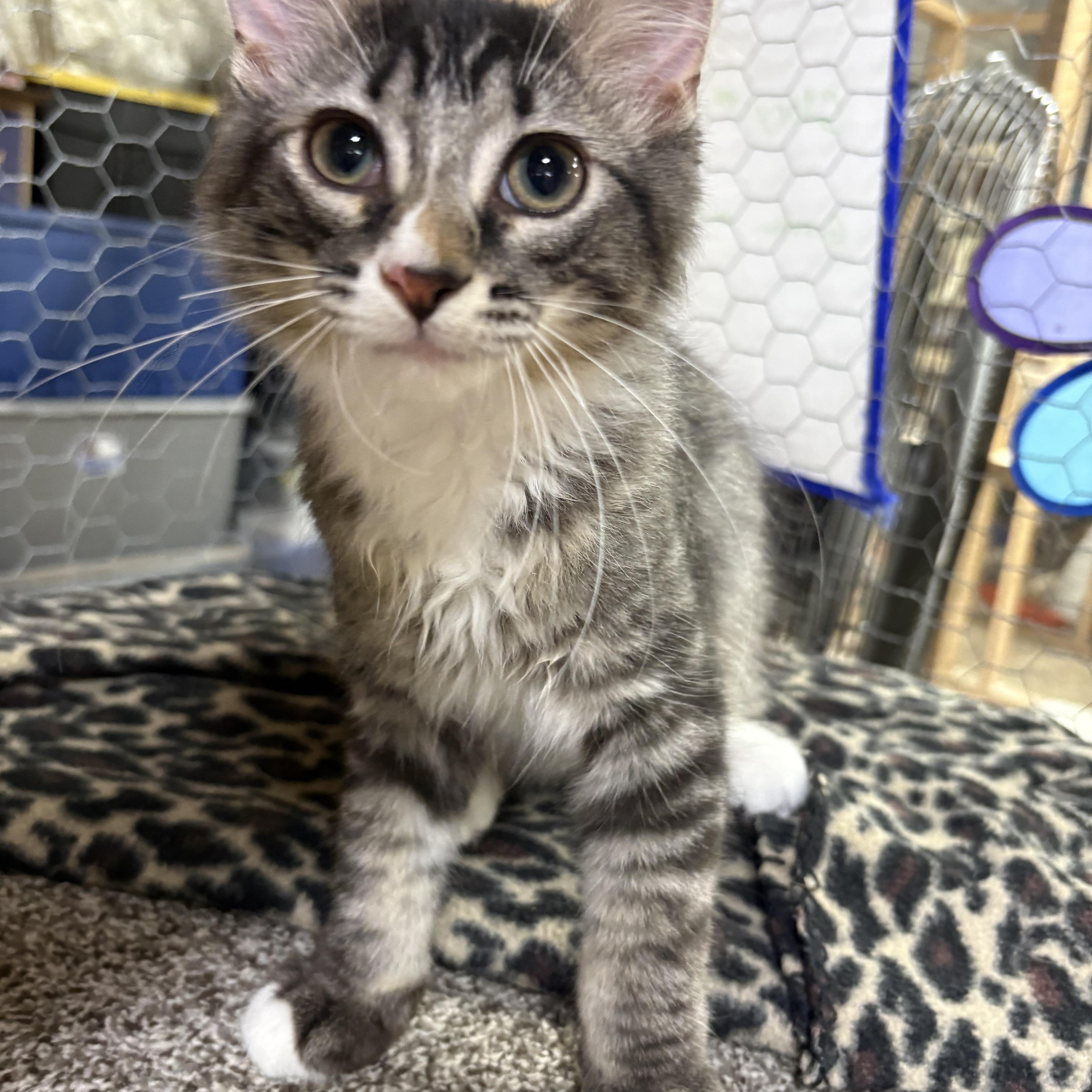 Glory, a Adoptable Domestic Short Hair in Faribault, MN image 1/2
