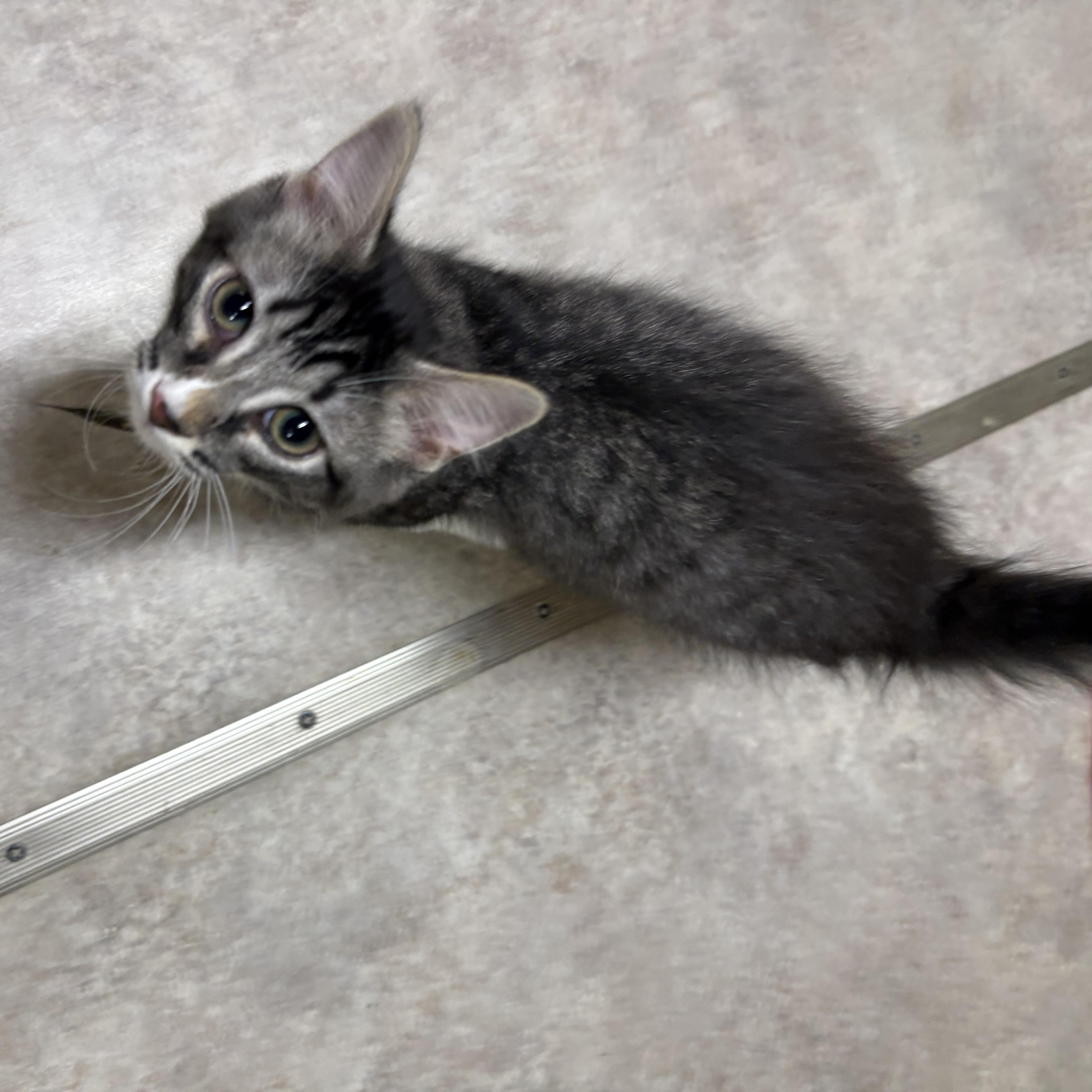 Glory, a Adoptable Domestic Short Hair in Faribault, MN image 2/2