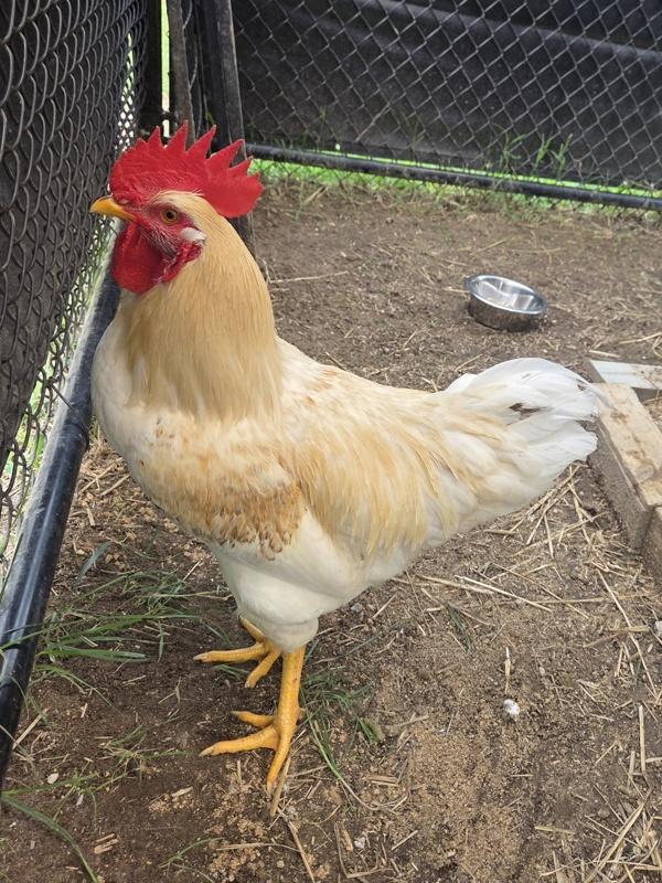 Vincent, Adoptable, Adult Male Chicken.
