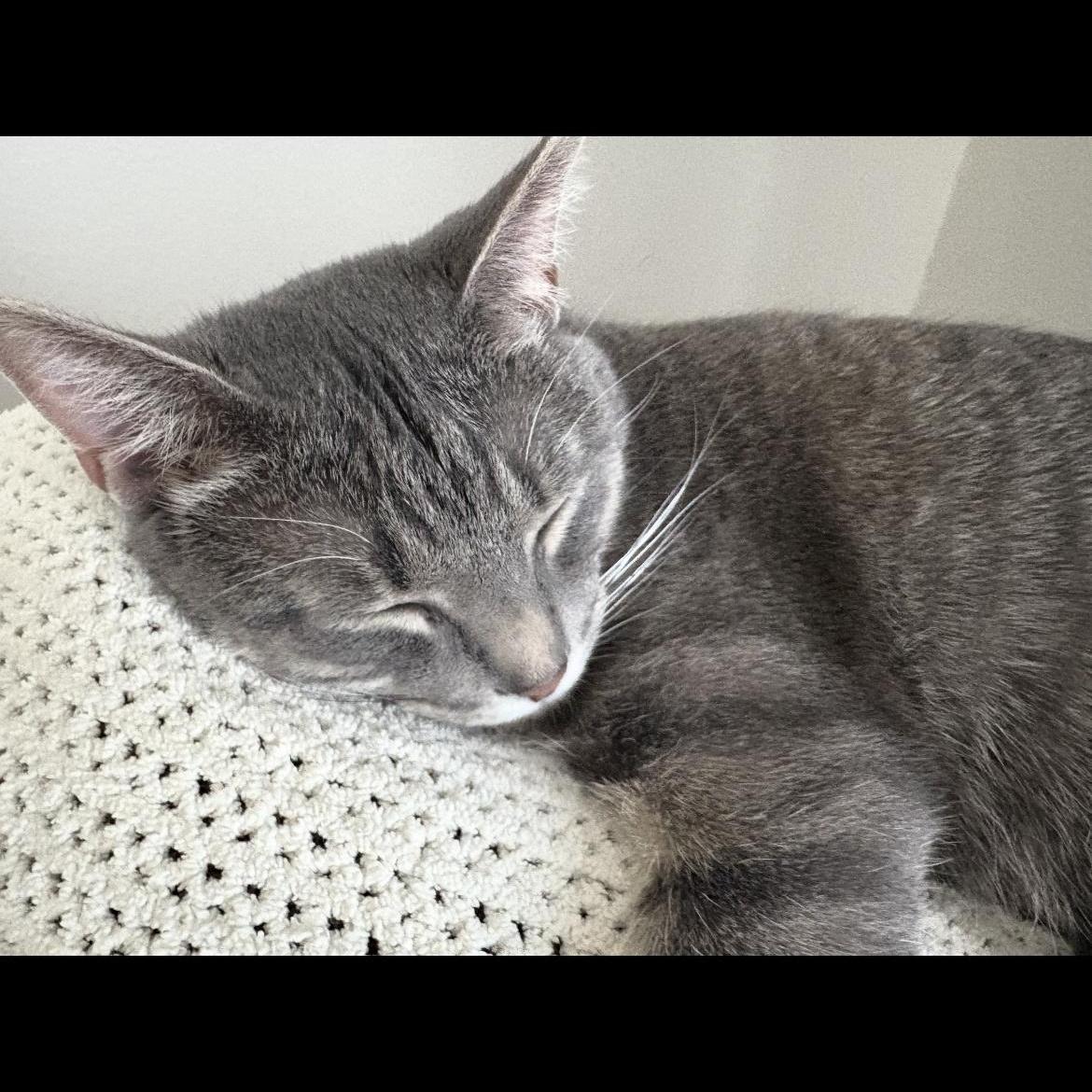 Enlarge Buddy, an adopted Domestic Short Hair in Rice, MN image 1/5