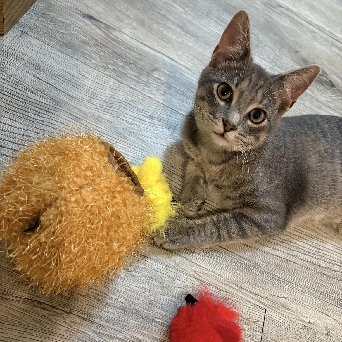 Enlarge Buddy, a ADOPTABLE Domestic Short Hair in Rice, MN image 2/5