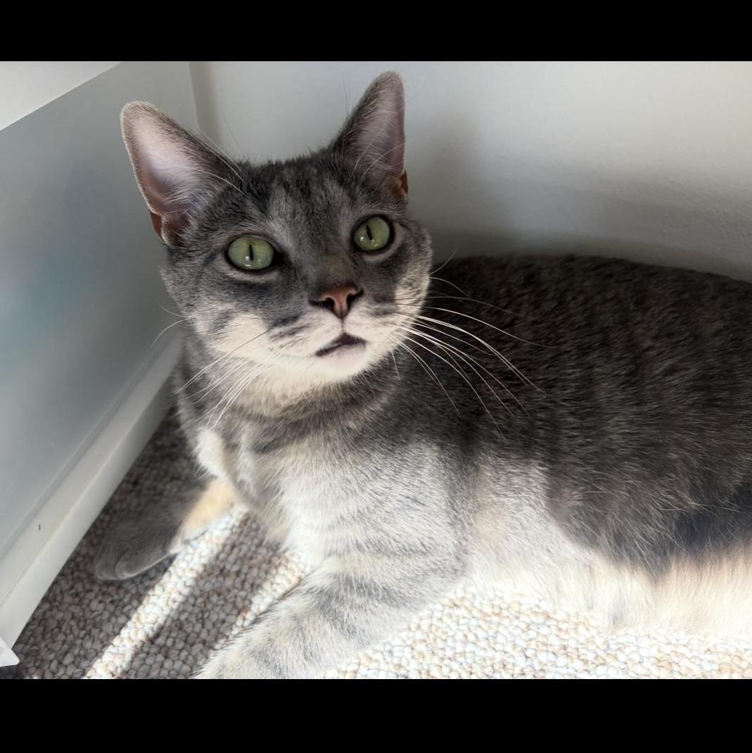 Enlarge Buddy, an adopted Domestic Short Hair in Rice, MN image 4/5