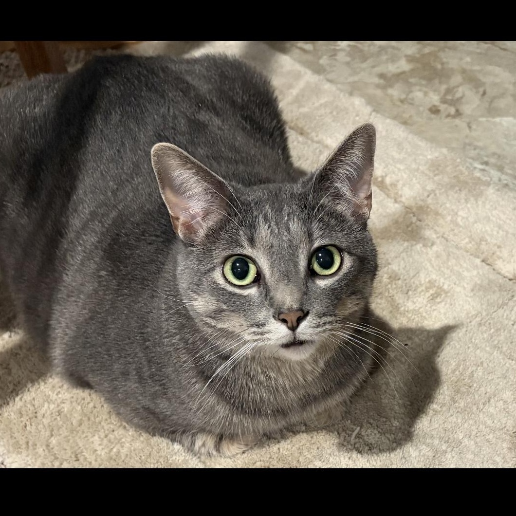 Enlarge Buddy, a ADOPTABLE Domestic Short Hair in Rice, MN image 5/5