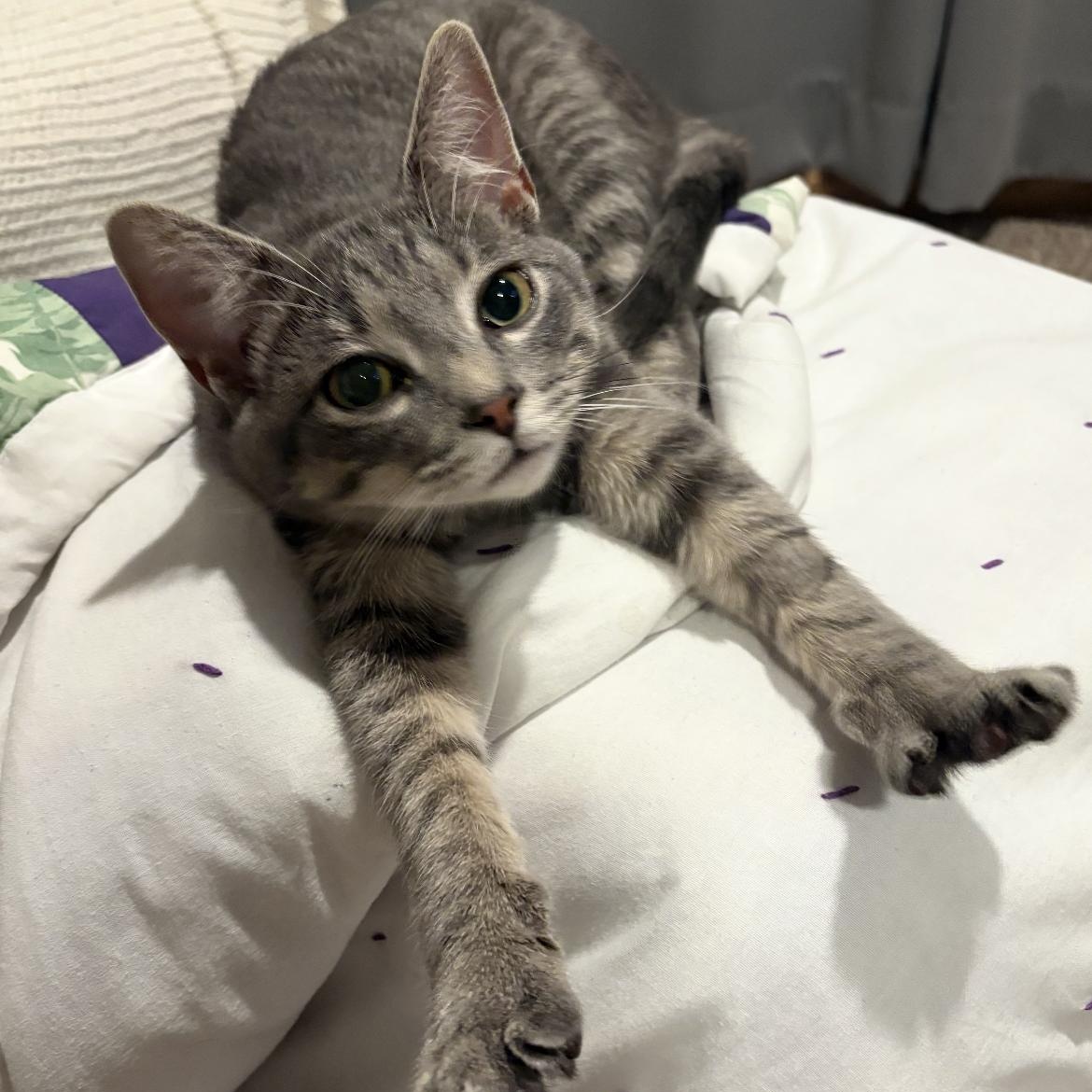 Enlarge Buddy, a ADOPTABLE Domestic Short Hair in Rice, MN image 4/5