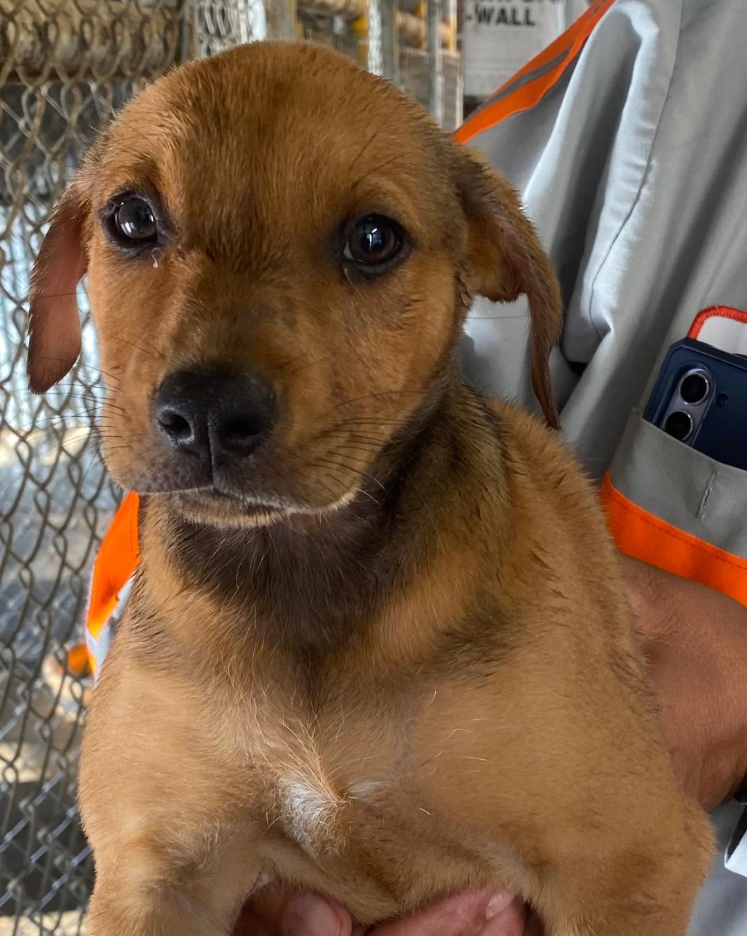 Callie, ADOPTABLE, Young Female Mixed Breed.