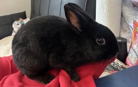 Enlarge Nibbles, a Adoptable Rex in Navarre, FL image 1/2