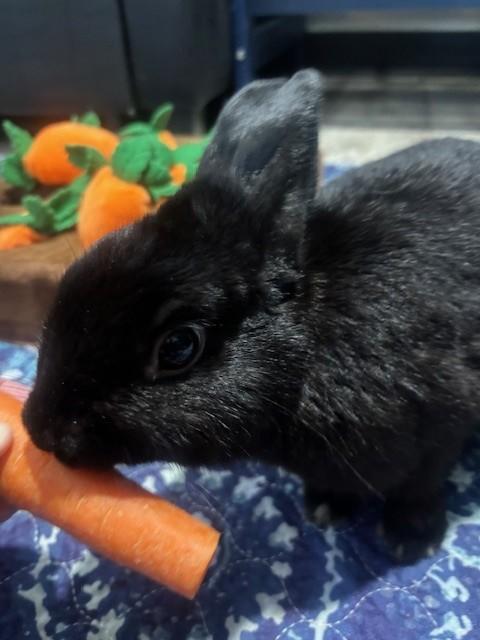 Enlarge Nibbles, a Adoptable Rex in Navarre, FL image 2/2