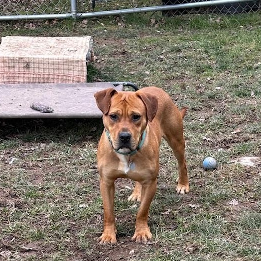 Clyde, a Adoptable mixed breed in Honesdale, PA image 2/5