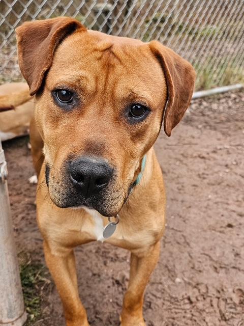 Clyde, a Adoptable mixed breed in Honesdale, PA image 3/5