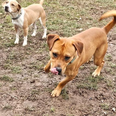 Clyde, a Adoptable mixed breed in Honesdale, PA image 4/5