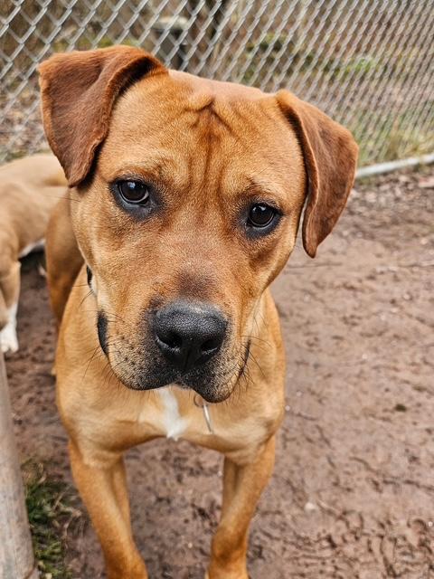 Clyde, a Adoptable mixed breed in Honesdale, PA image 1/5