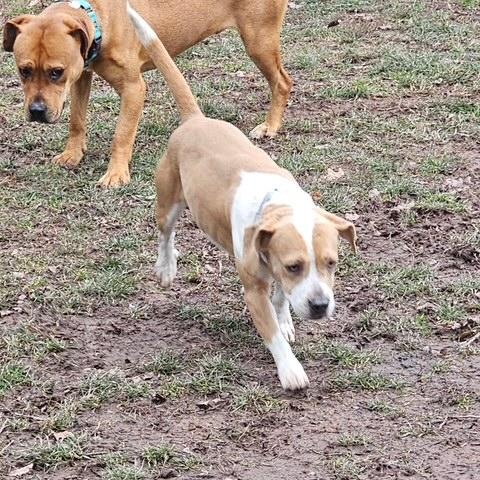 Clyde, a Adoptable mixed breed in Honesdale, PA image 5/5