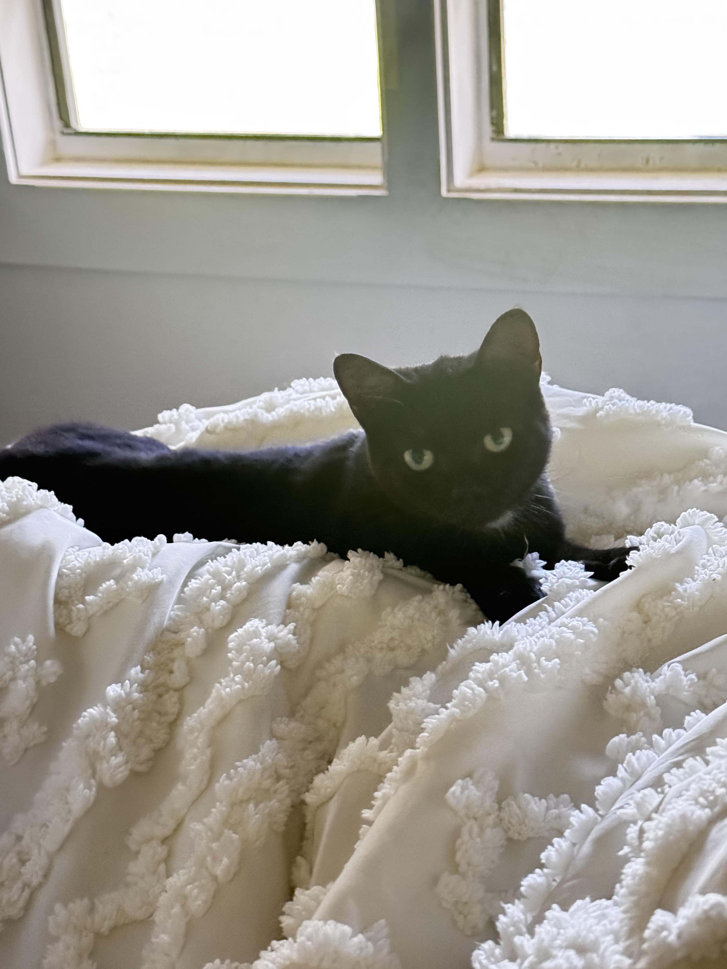 Harlow, an adopted mixed breed in largo, FL image 2/3