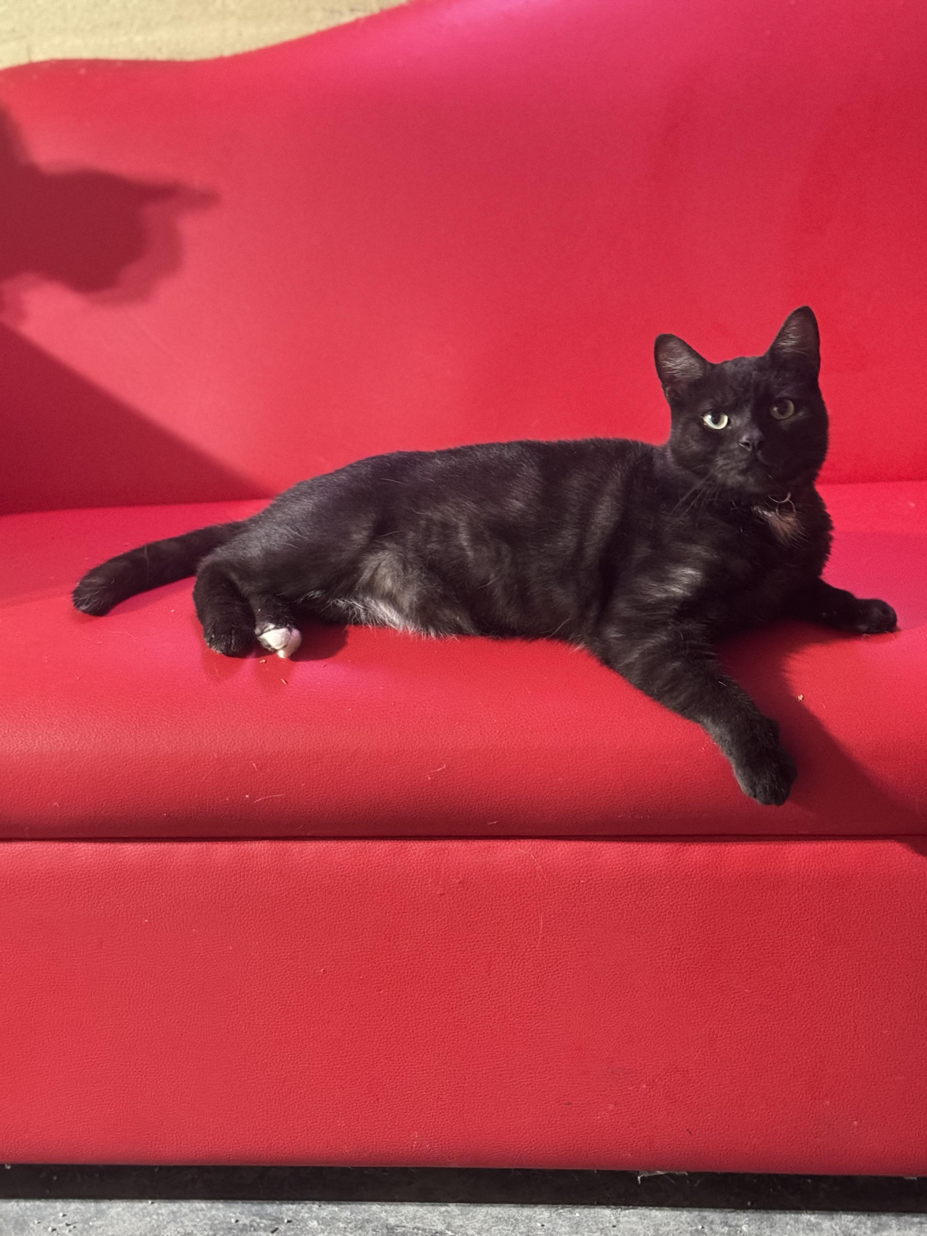 Harlow, an adopted mixed breed in largo, FL image 3/3