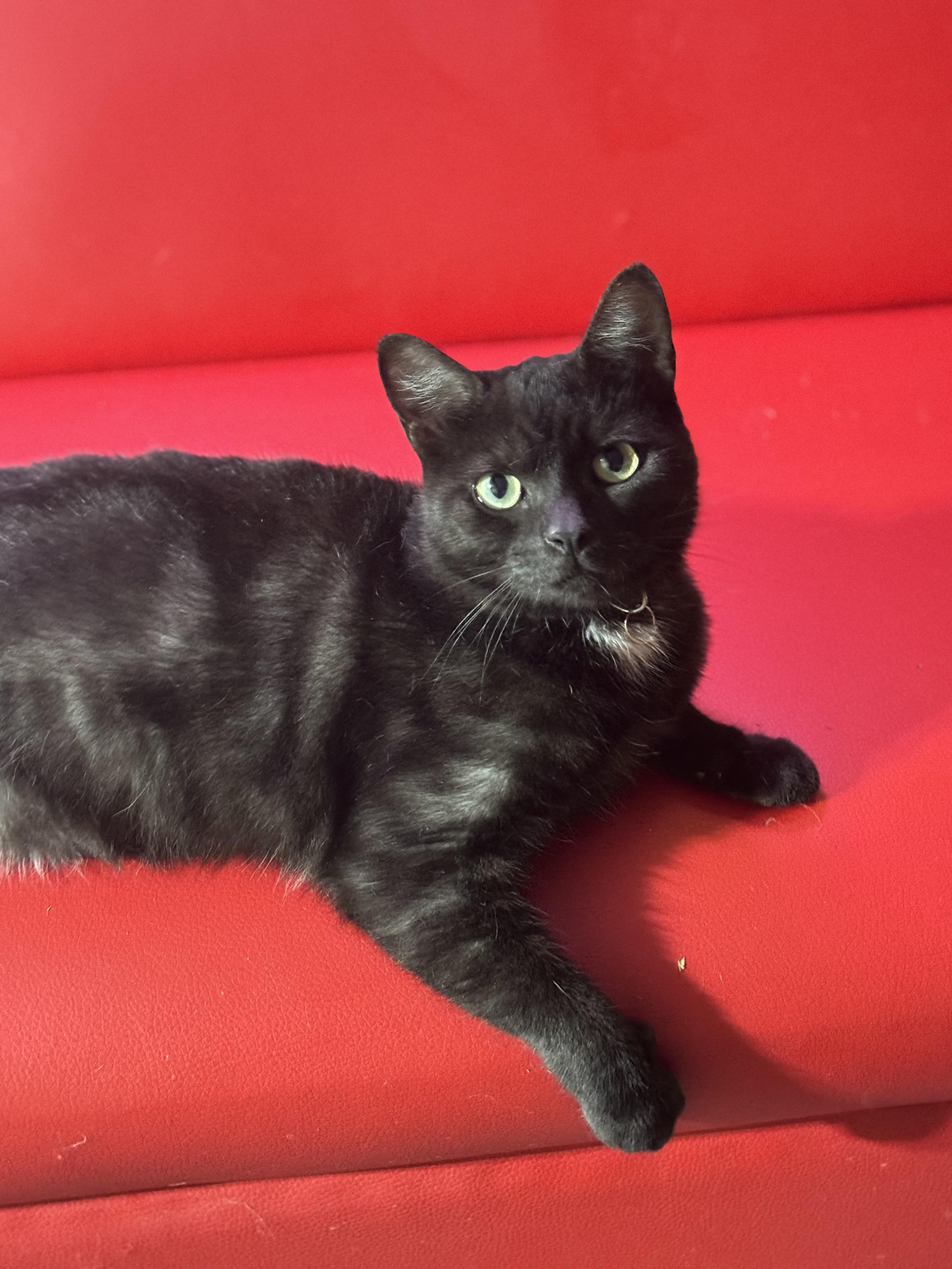 Harlow, Adoptable, Young Male British Shorthair & Sphynx / Hairless Cat.