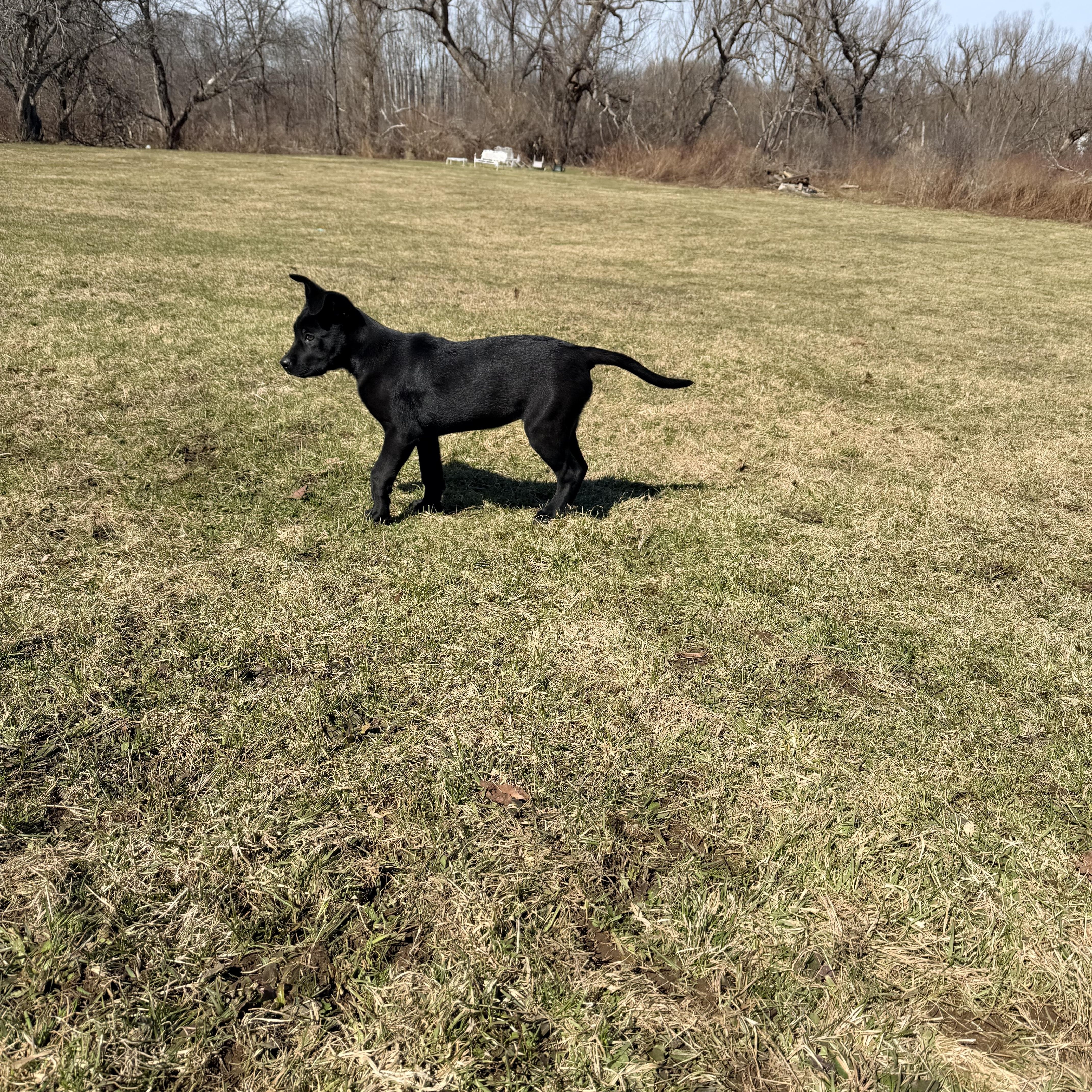 Lucy, a Adoptable mixed breed in Weston, MA image 6/6