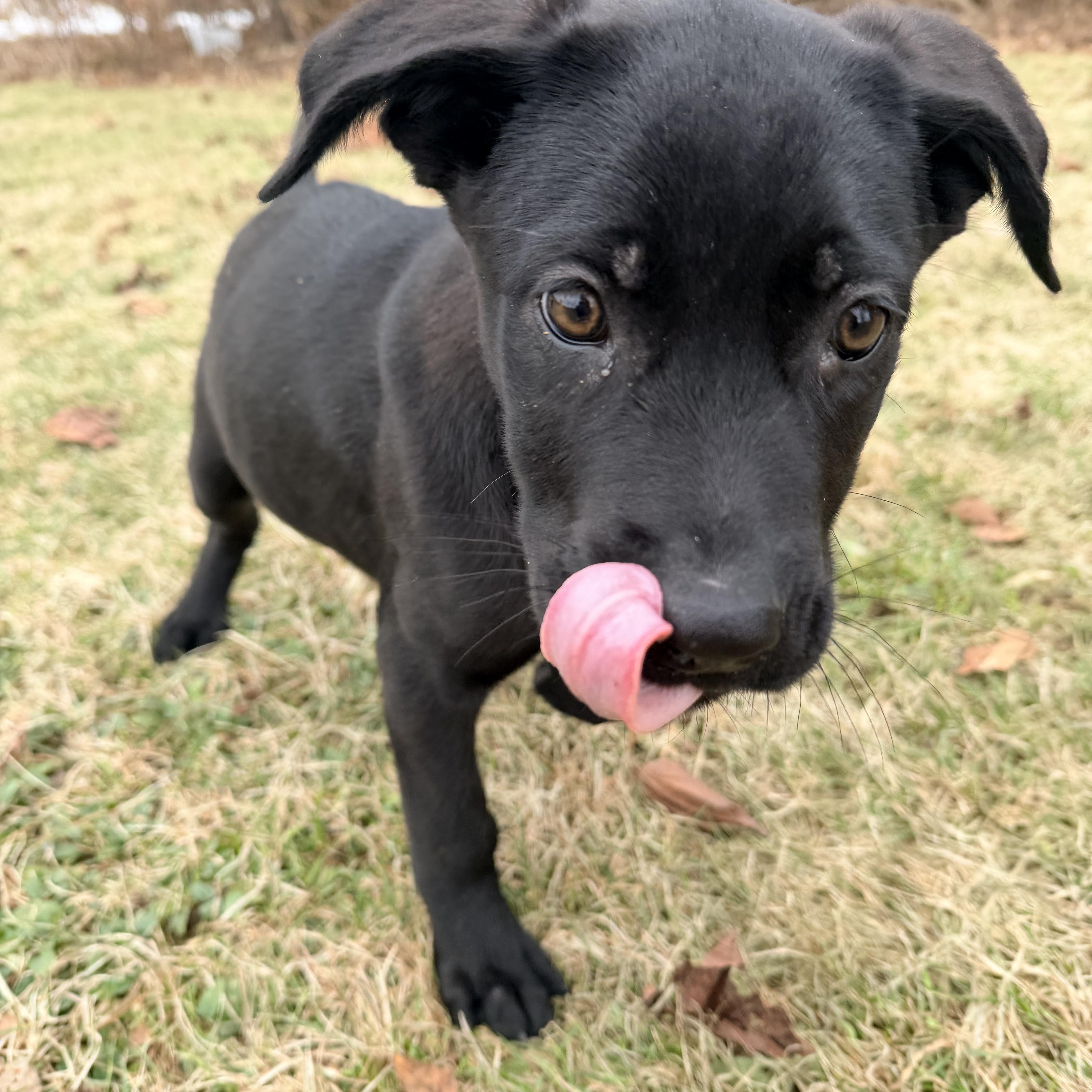 Lucy, Adoptable, Puppy Female Black Labrador Retriever & Belgian Shepherd / Malinois.
