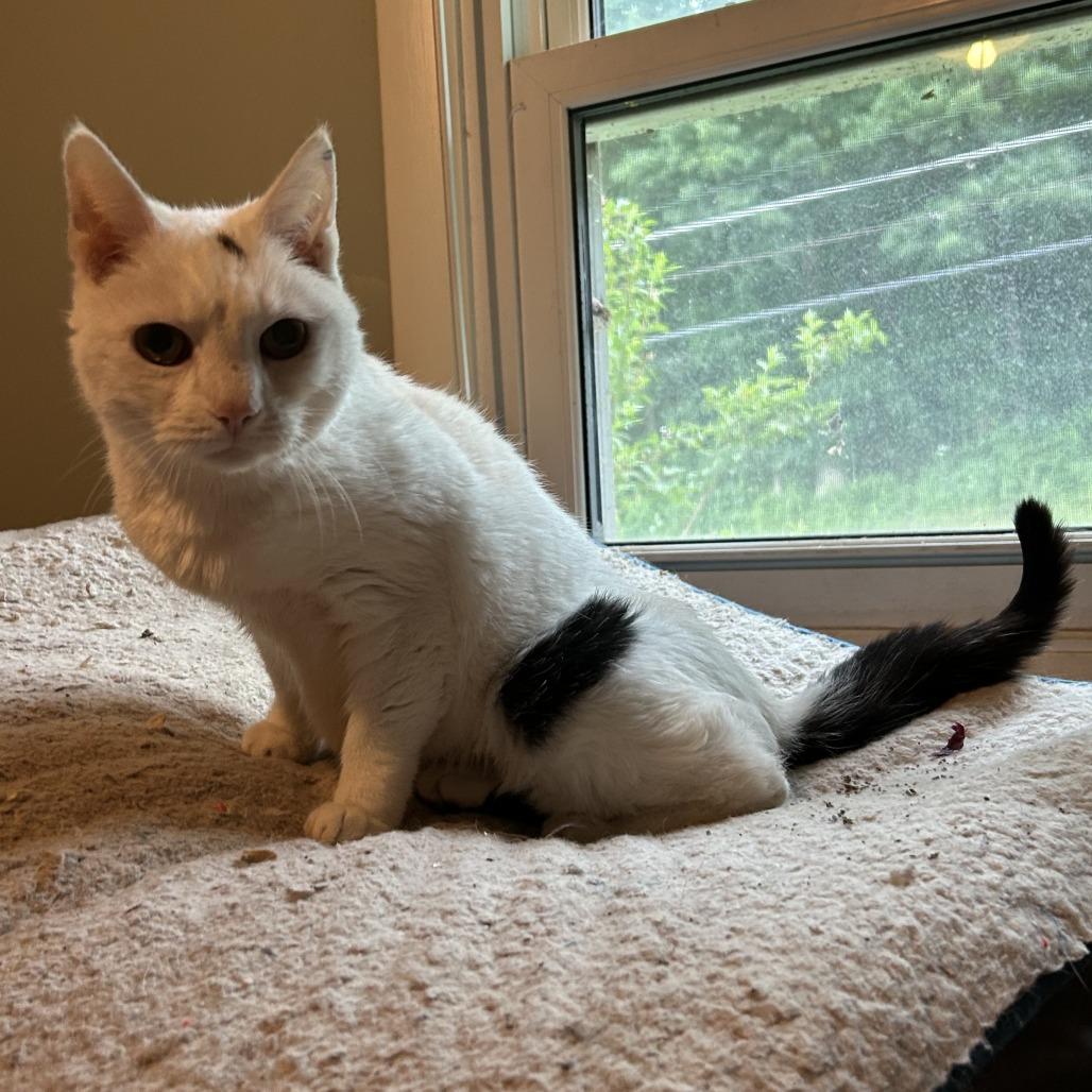 Meeka, Adoptable, Senior Female Domestic Short Hair.