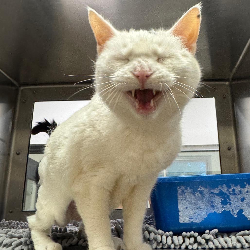 Enlarge Meeka, a Adoptable Domestic Short Hair in York, PA image 2/6