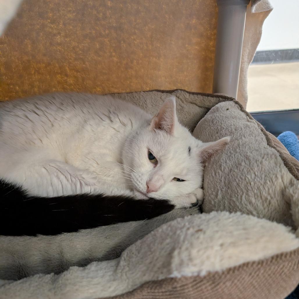 Enlarge Meeka, a Adoptable Domestic Short Hair in York, PA image 3/6