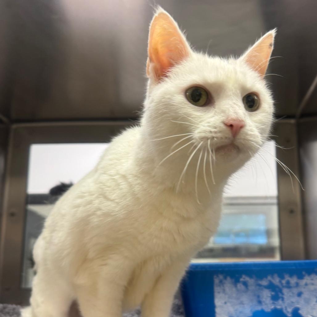 Enlarge Meeka, a Adoptable Domestic Short Hair in York, PA image 5/6