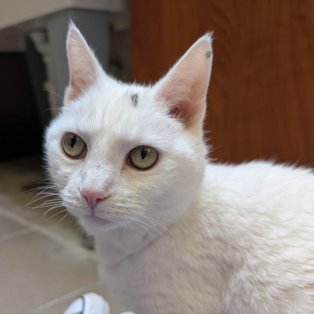 Enlarge Meeka, a Adoptable Domestic Short Hair in York, PA image 6/6