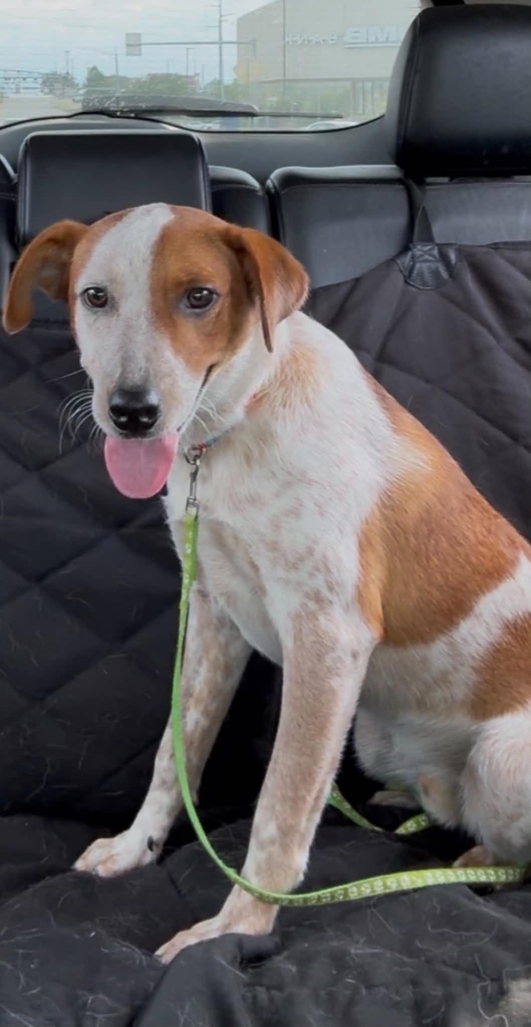 Enlarge Frankie, a Adopted mixed breed in Kansas City, MO image 6/6