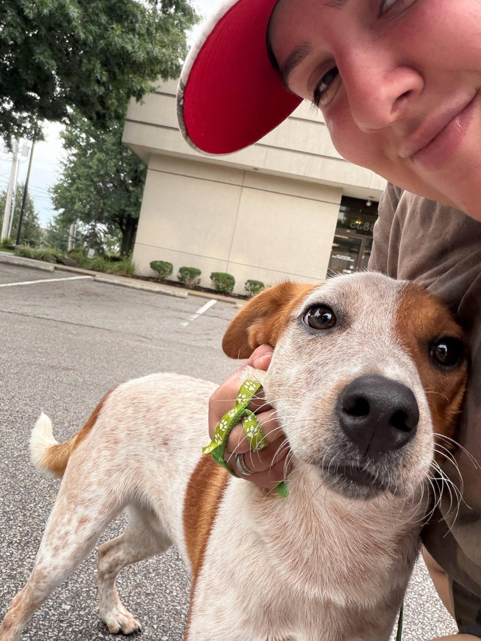 Enlarge Frankie, a Adopted mixed breed in Kansas City, MO image 4/6