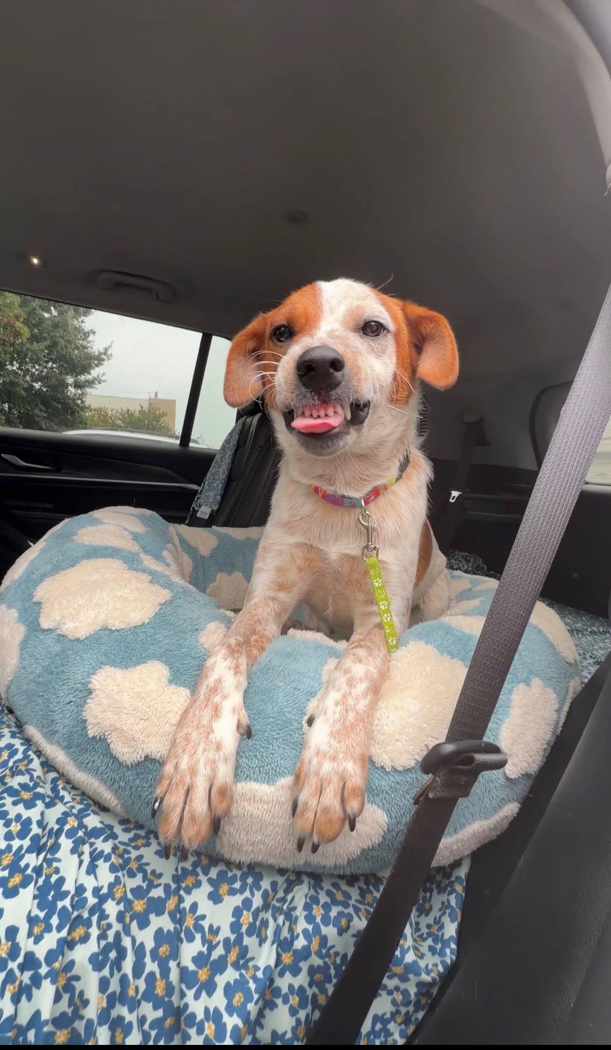 Frankie, Adopted, Puppy Male Hound.