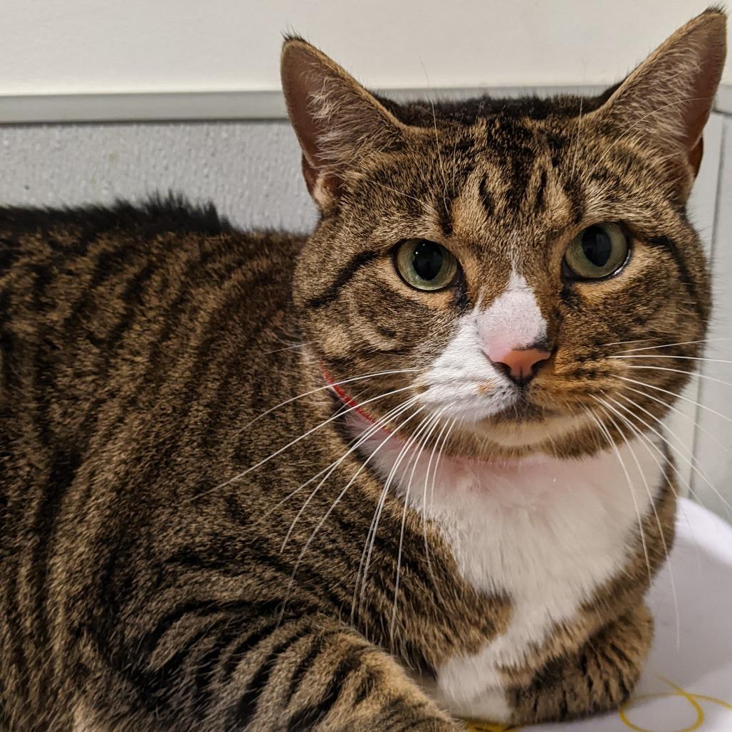 Mulan, Adoptable, Adult Female Domestic Short Hair & Domestic Short Hair.