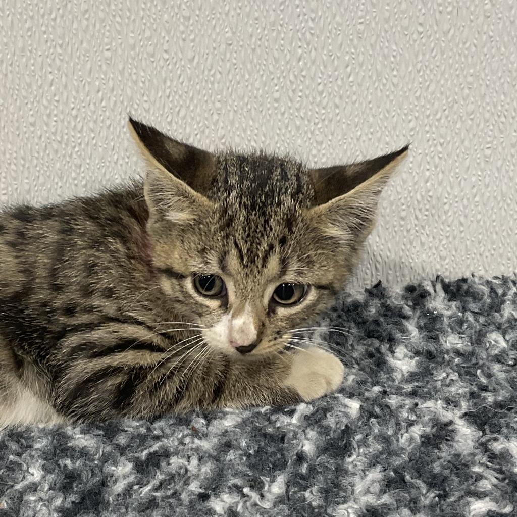 Enlarge Mulan, a Adoptable mixed breed in Tampa, FL image 2/6