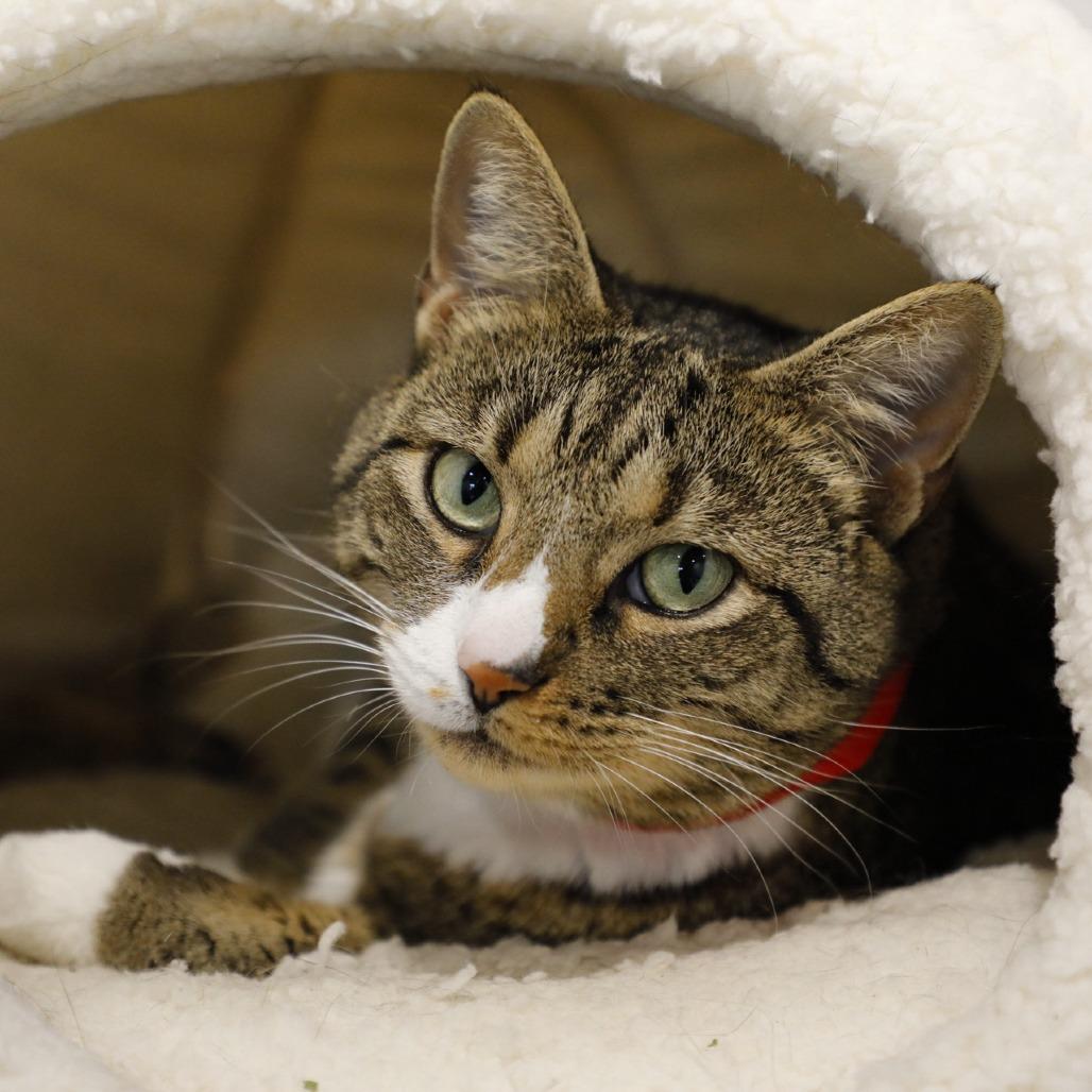 Enlarge Mulan, a Adoptable mixed breed in Tampa, FL image 3/6