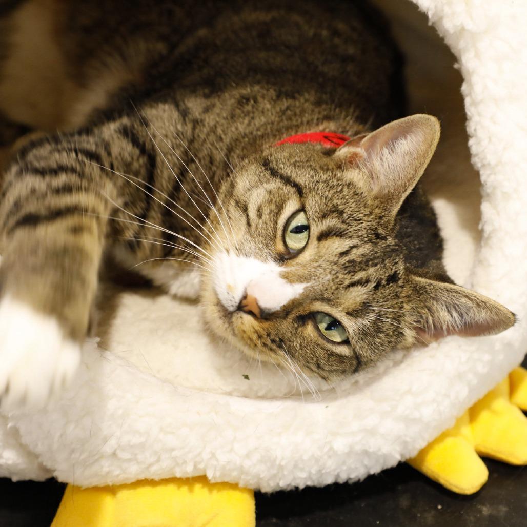 Enlarge Mulan, a Adoptable mixed breed in Tampa, FL image 4/6