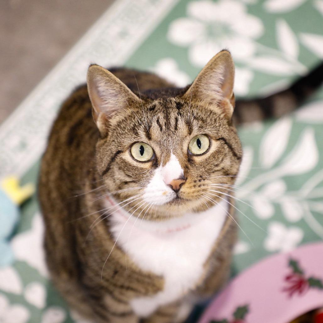 Enlarge Mulan, a Adoptable mixed breed in Tampa, FL image 5/6